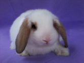 mini lop