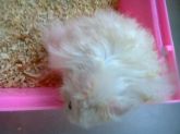 hamster angora