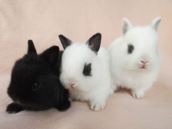 netherlad dwarf