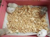 Hamster Anão Russo Winter White Perola,safira e creme
