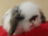 fuzzy lop