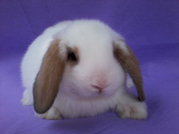 mini lop