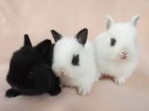 netherlad dwarf