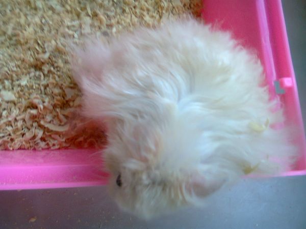 hamster angora